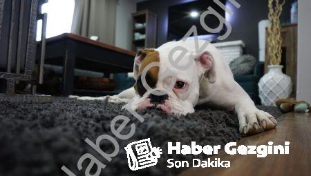 Halıfleks Yıkama İle Hijyen Konforu Yaşayın