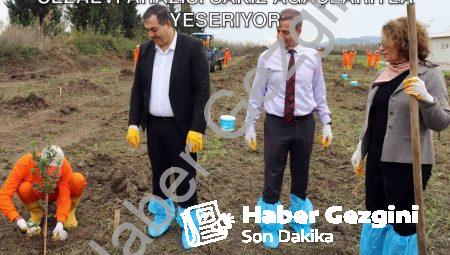 Dalaman’da Tarımsal Üretime Destek: Cezaevi Arazisi Sakız Ağaçlarıyla Yeşeriyor