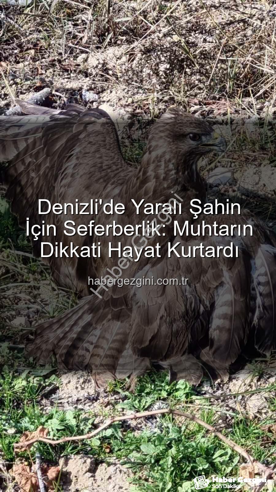 Denizli'de yaralı şahin - Denizli'de Yaralı Şahin İçin Seferberlik: Muhtarın Dikkati Hayat Kurtardı