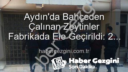 Aydın’da Bahçeden Çalınan Zeytinler Fabrikada Ele Geçirildi: 2 Şüpheli Yakalandı