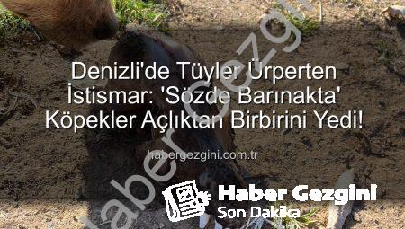 Denizli’de Tüyler Ürperten İstismar: ‘Sözde Barınakta’ Köpekler Açlıktan Birbirini Yedi!