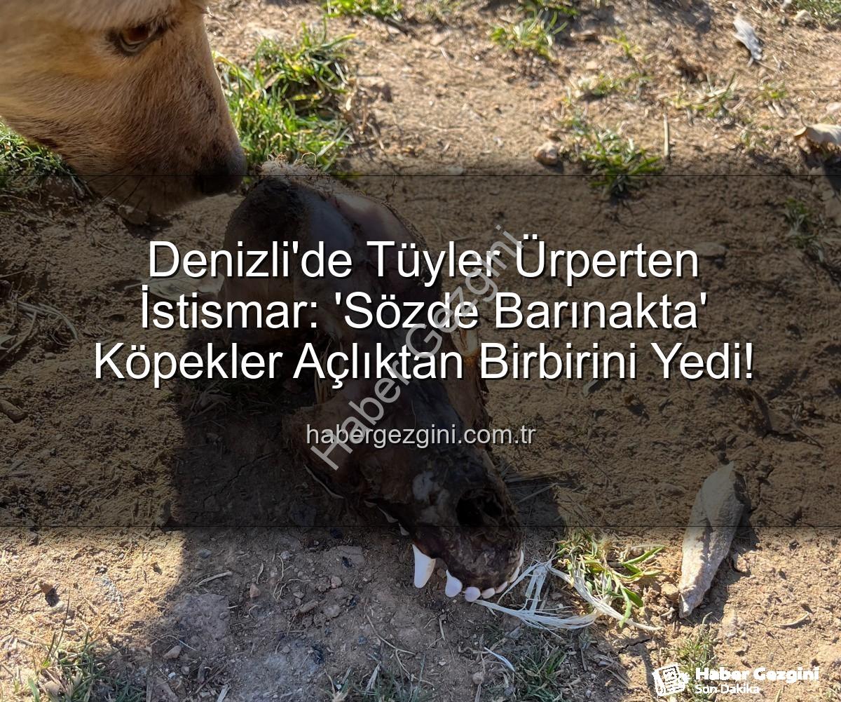 Denizli'de Tüyler Ürperten İstismar: 'Sözde Barınakta' Köpekler Açlıktan Birbirini Yedi!