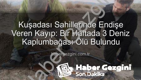 Kuşadası Sahillerinde Endişe Veren Kayıp: Bir Haftada 3 Deniz Kaplumbağası Ölü Bulundu