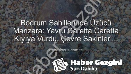 Bodrum Sahillerinde Acı Görüntü: Yavru Caretta Caretta Hayatını Kaybetti