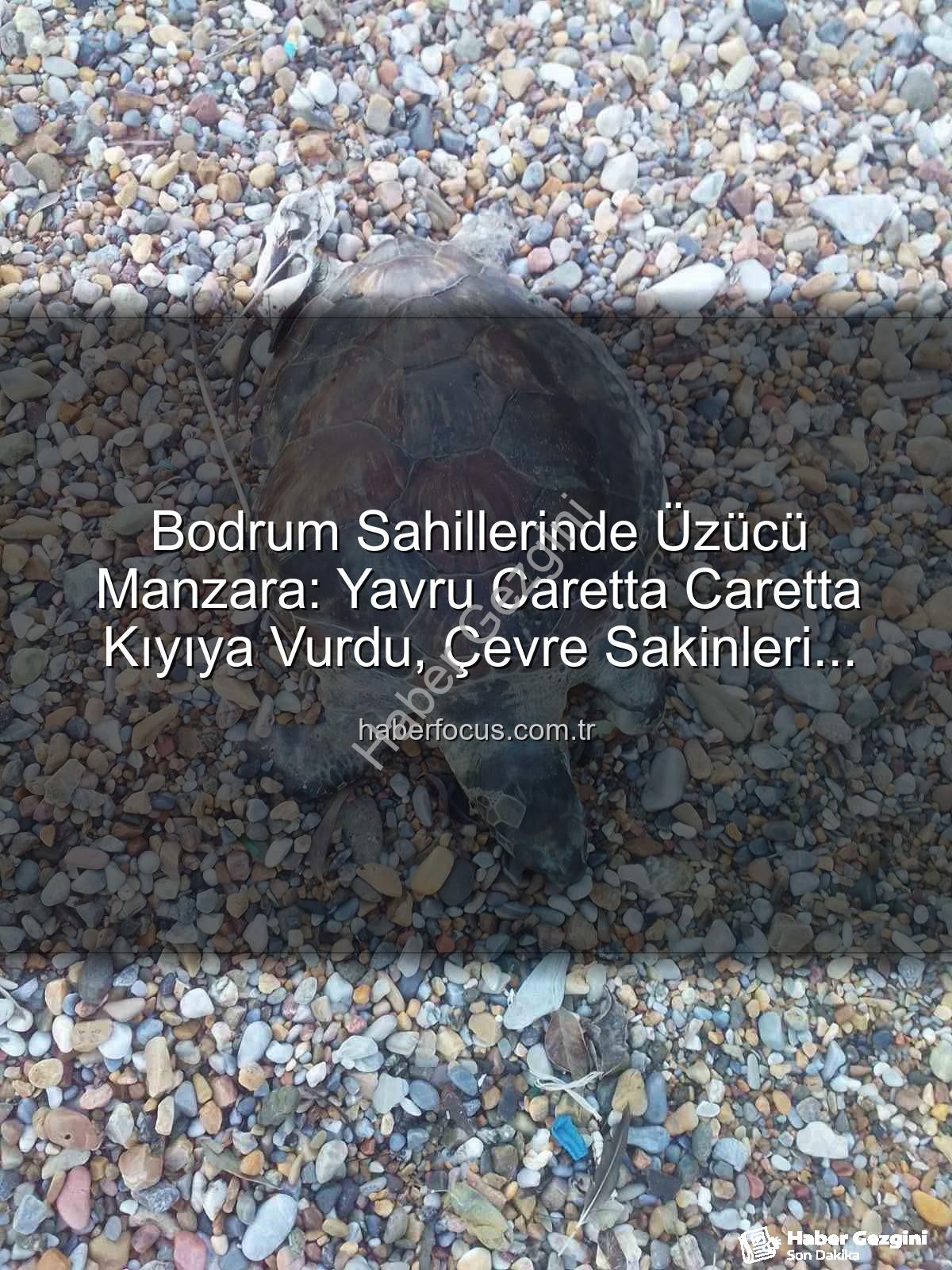 yavru caretta caretta - Bodrum Sahillerinde Acı Görüntü: Yavru Caretta Caretta Hayatını Kaybetti