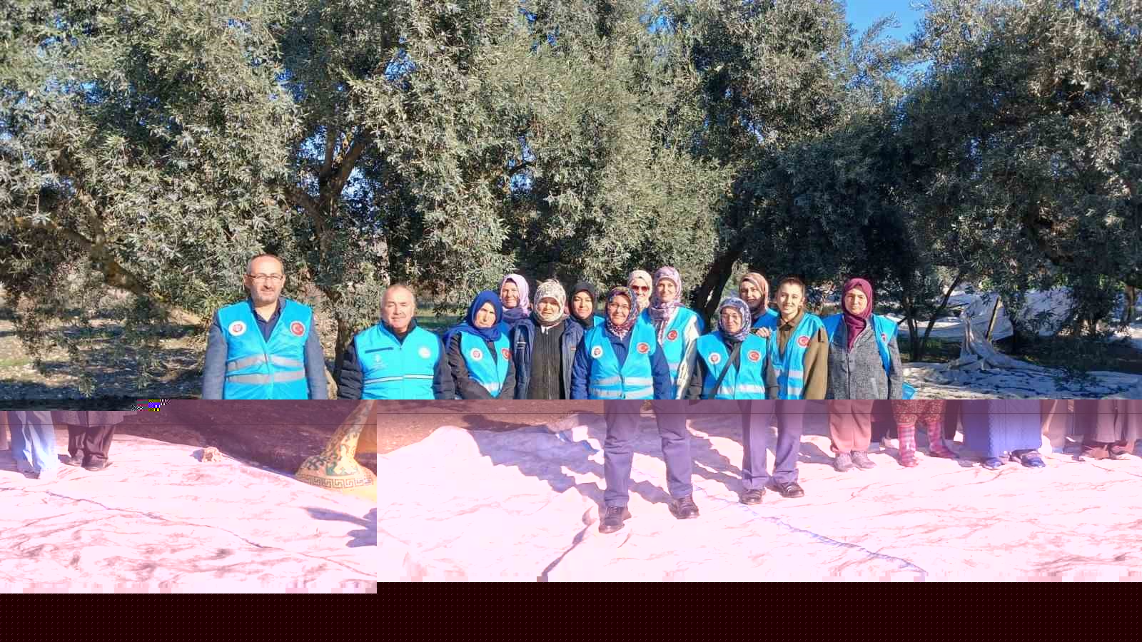 Yatağan zeytin hasadı - Yatağan'da Bereketli Zeytin Hasadı Başladı: Dualarla Açıldı