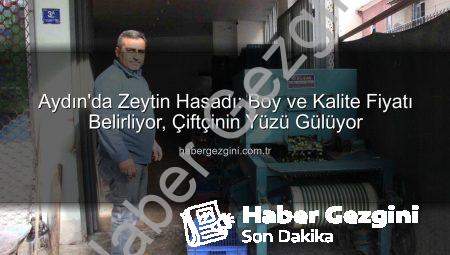 Aydın’da Zeytin Hasadı: Boy ve Kalite Fiyatı Belirliyor, Çiftçinin Yüzü Gülüyor