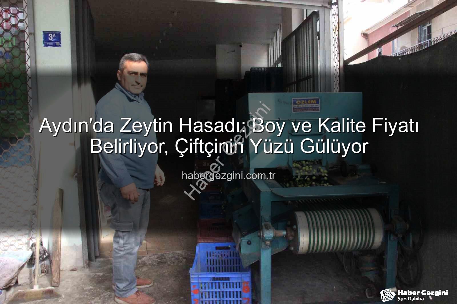 Aydın zeytin hasadı - Aydın'da Zeytin Hasadı: Boy ve Kalite Fiyatı Belirliyor, Çiftçinin Yüzü Gülüyor