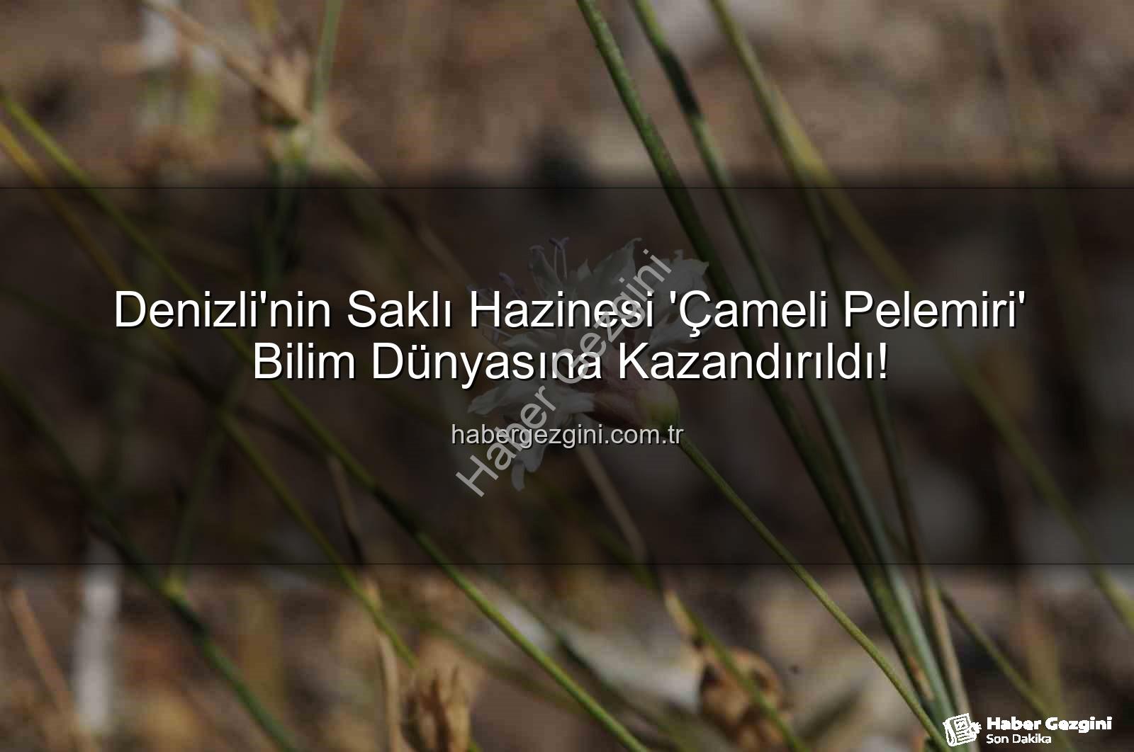 Çameli pelemiri - Denizli'nin Saklı Hazinesi 'Çameli Pelemiri' Bilim Dünyasına Kazandırıldı!