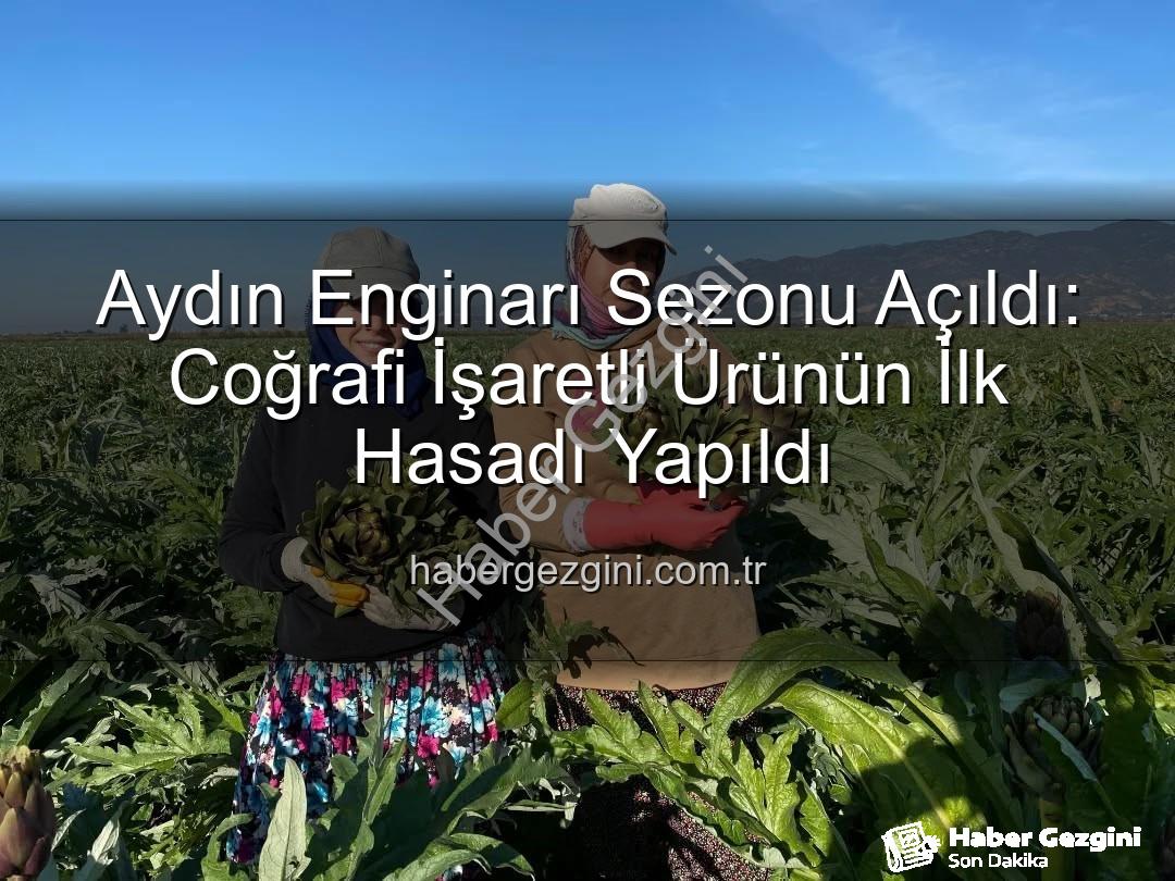 Aydın Enginarı - Aydın Enginarı Sezonu Açıldı: Coğrafi İşaretli Ürünün İlk Hasadı Yapıldı