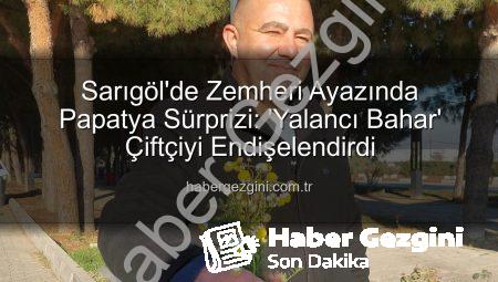 Sarıgöl’de Zemheri Ayazında Papatya Sürprizi: ‘Yalancı Bahar’ Çiftçiyi Endişelendirdi