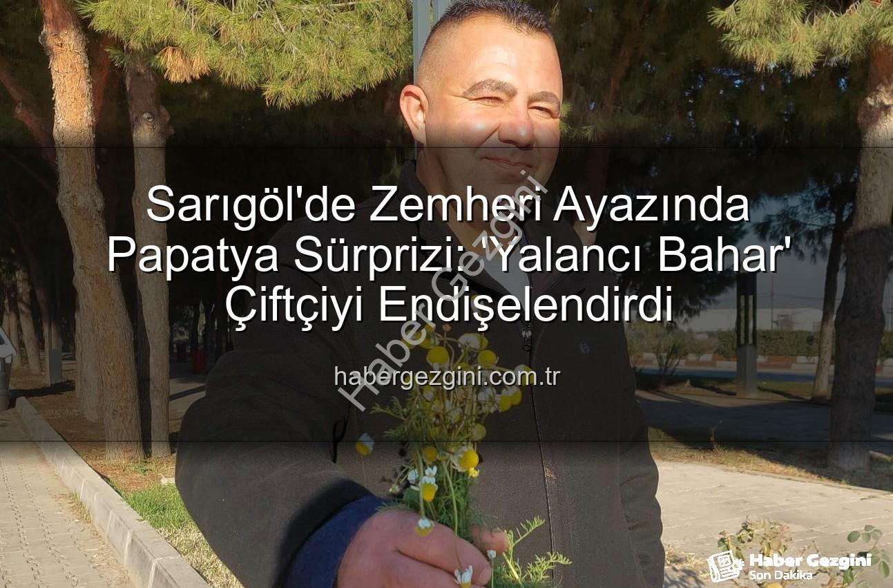 Sarıgöl'de papatyalar - Sarıgöl'de Zemheri Ayazında Papatya Sürprizi: 'Yalancı Bahar' Çiftçiyi Endişelendirdi