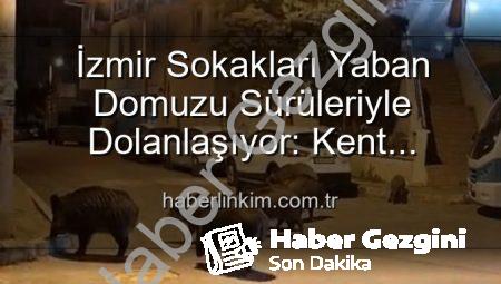 İzmir Sokakları Yaban Domuzu Sürüleriyle Dolanıyor: Vatandaşlar Tedirgin, Yetkililere Çağrı Var!