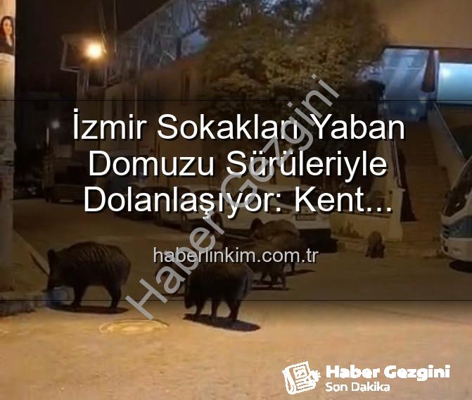 yaban domuzu - İzmir Sokakları Yaban Domuzu Sürüleriyle Dolanıyor: Vatandaşlar Tedirgin, Yetkililere Çağrı Var!